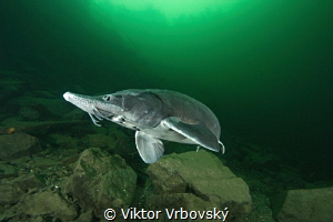 Sturgeon by Viktor Vrbovský 